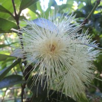 <i>Syzygium jambos</i>  (L.) Alston